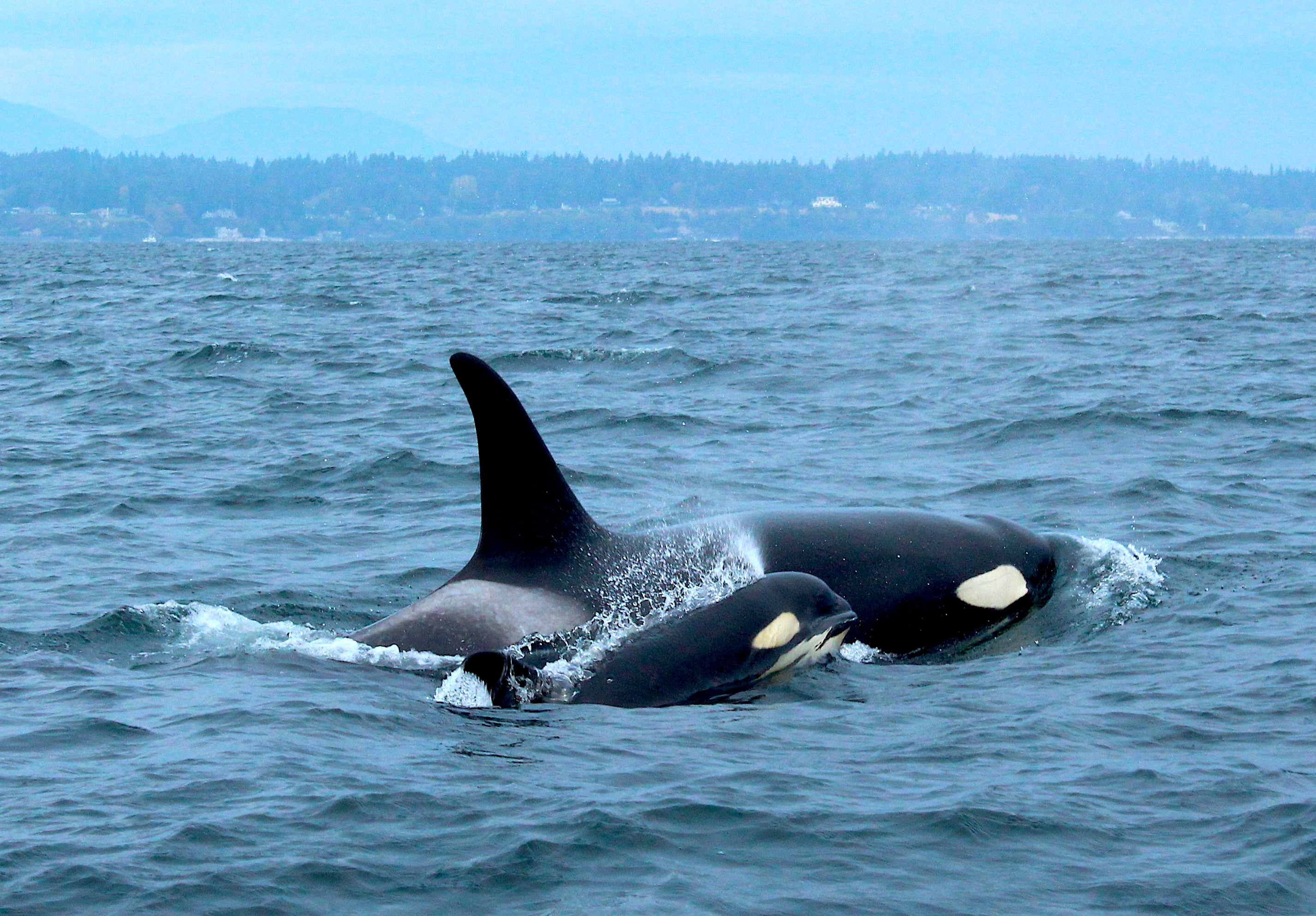 Boat owners are urged to stay 1,000 yards away from endangered Southern Resident orcas | Westside ...